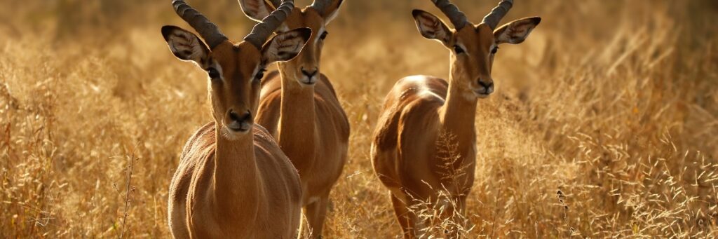 best calibers for Safari game