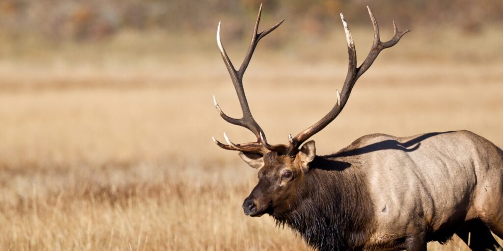 large size calibers for big elk game